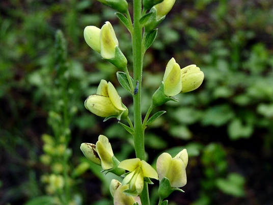 {Baptisia simplicifolia}